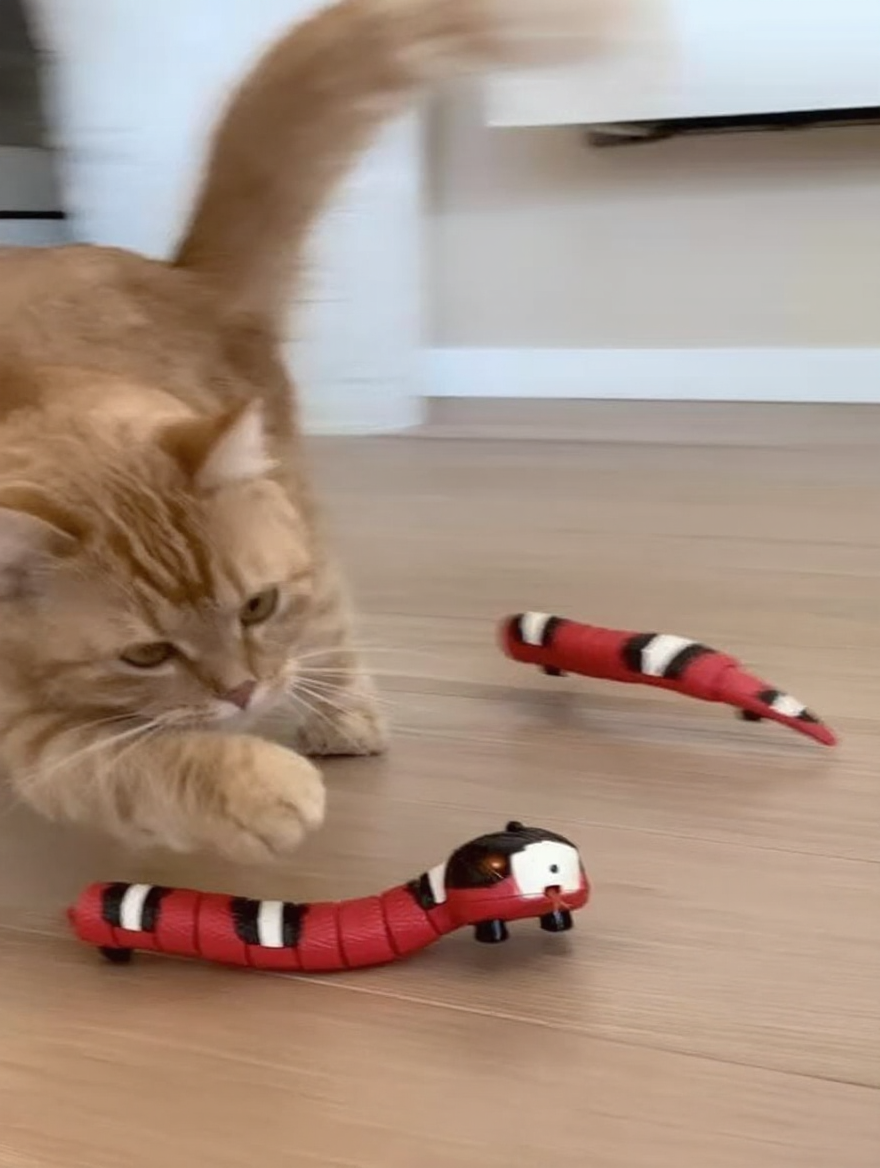 Cat actively playing with WriggleTail interactive cat toy